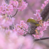 河津桜に包まれて