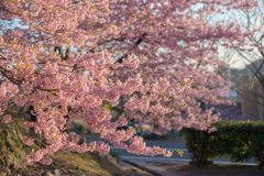 満開の河津桜