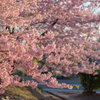 満開の河津桜