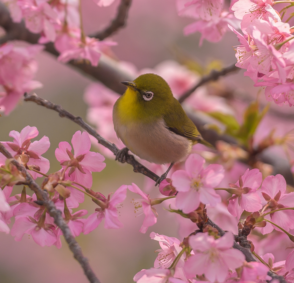 河津桜とサクジロー