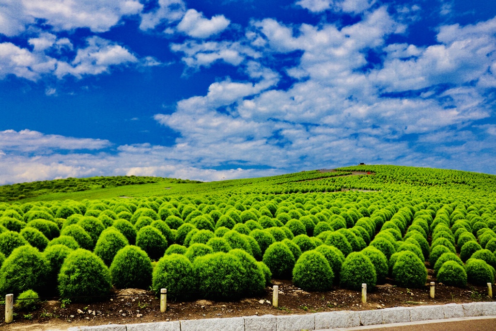 green kokia