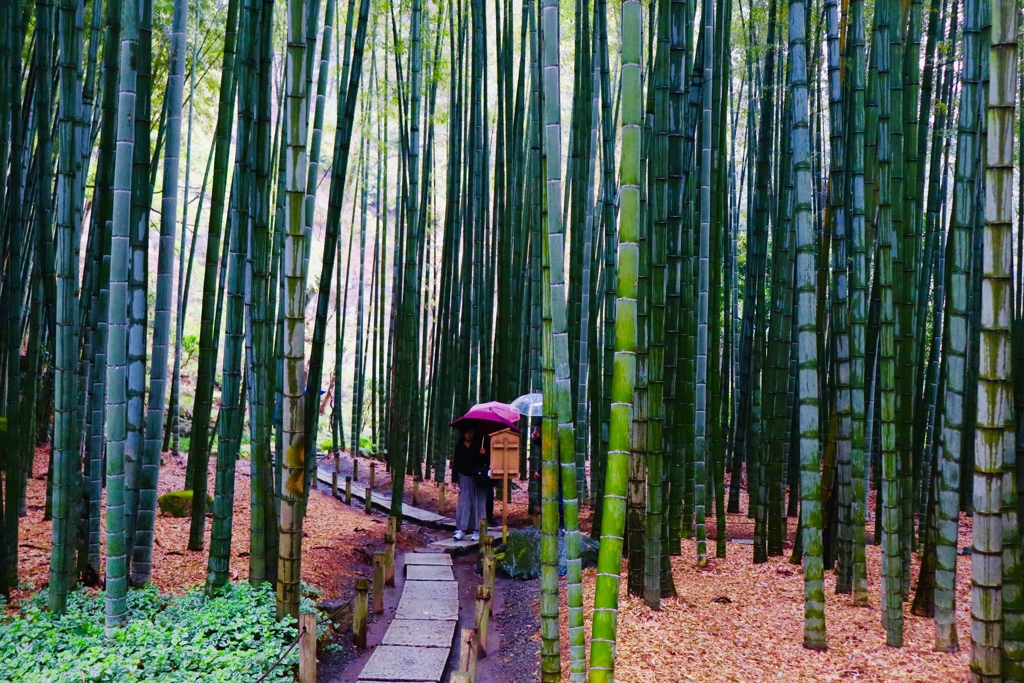 雨の竹道