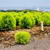 green kokia 仲間外れ