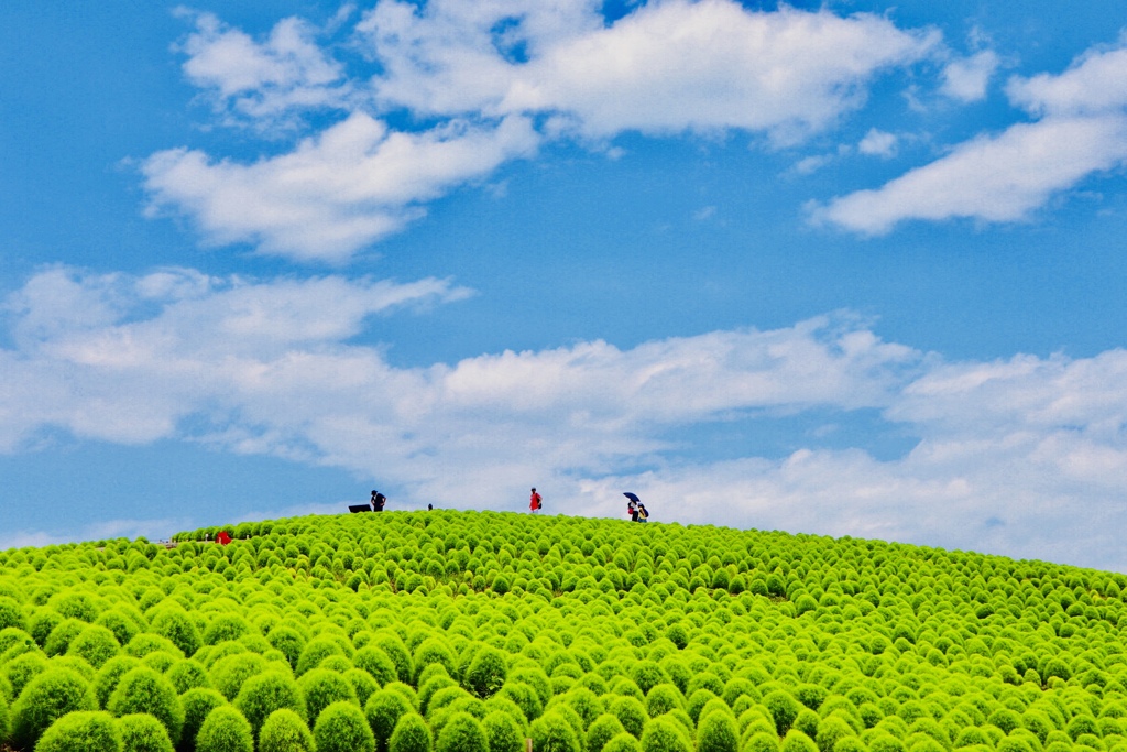 green kokia2