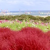 コキアとコスモスと港