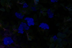 black blue