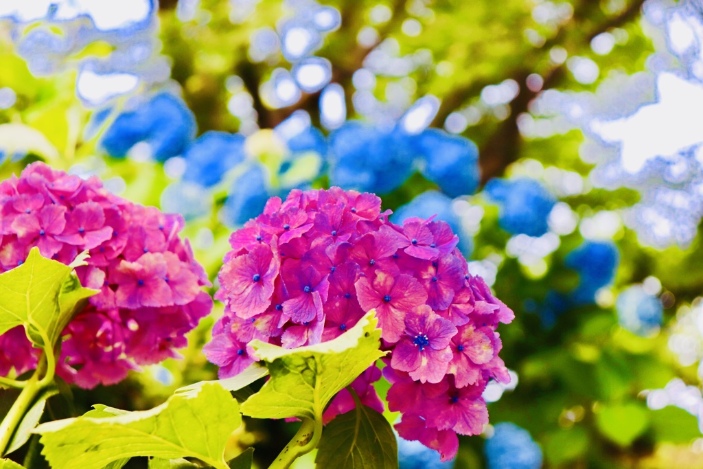 レッドブルー紫陽花