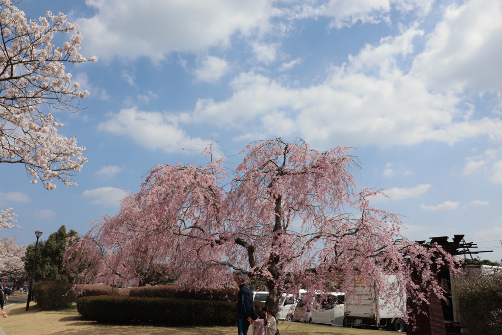 桜の下で