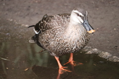 井の頭公園　カモ
