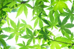 楓