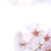SAKURA Color #2