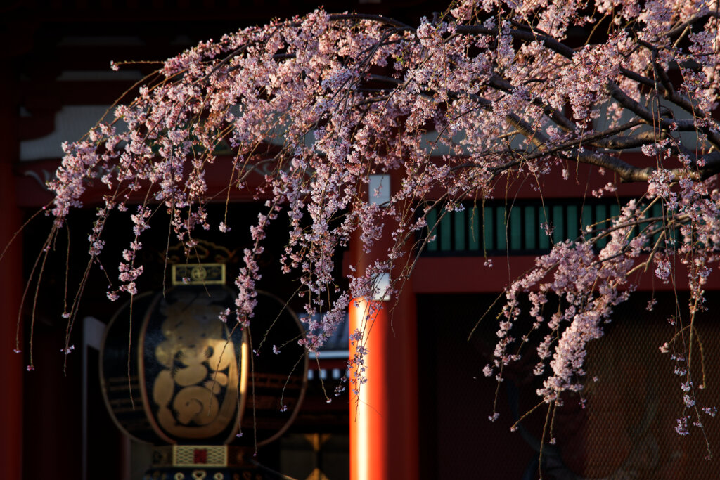 桜