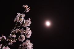 夜桜