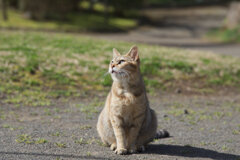 どっかから現れた野良