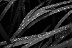 mono color #12