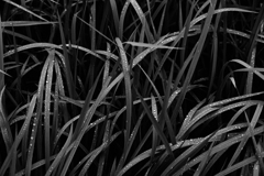 mono color #9