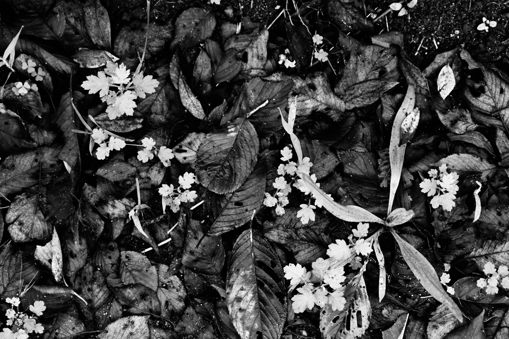 mono color #10