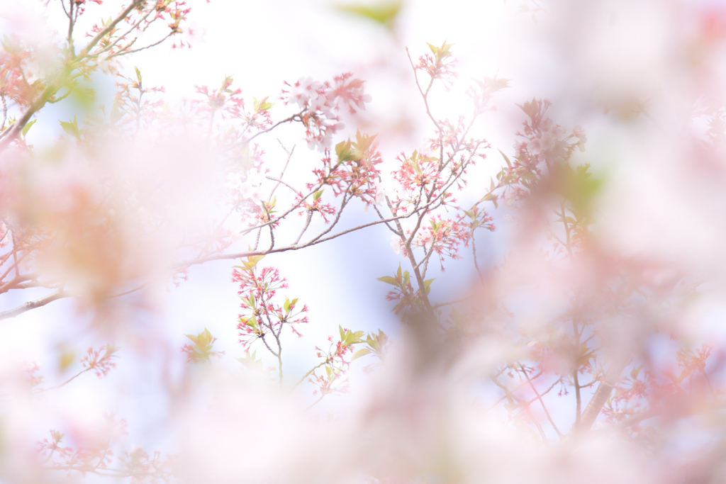 SAKURA Color #10