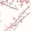 SAKURA Color #4