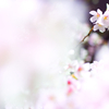 SAKURA Color #1