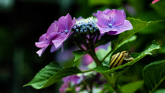 DSCF3318