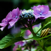 DSCF3318