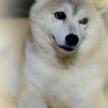 ぼんやりと・・・