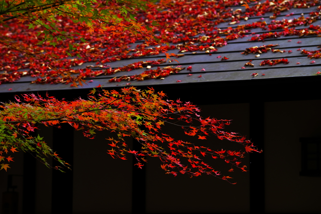 紅葉