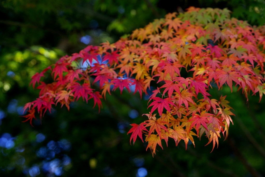 井山宝福寺