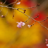 冬桜