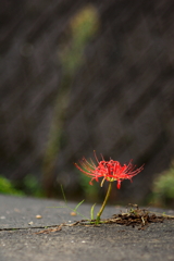 平成最後の曼珠沙華