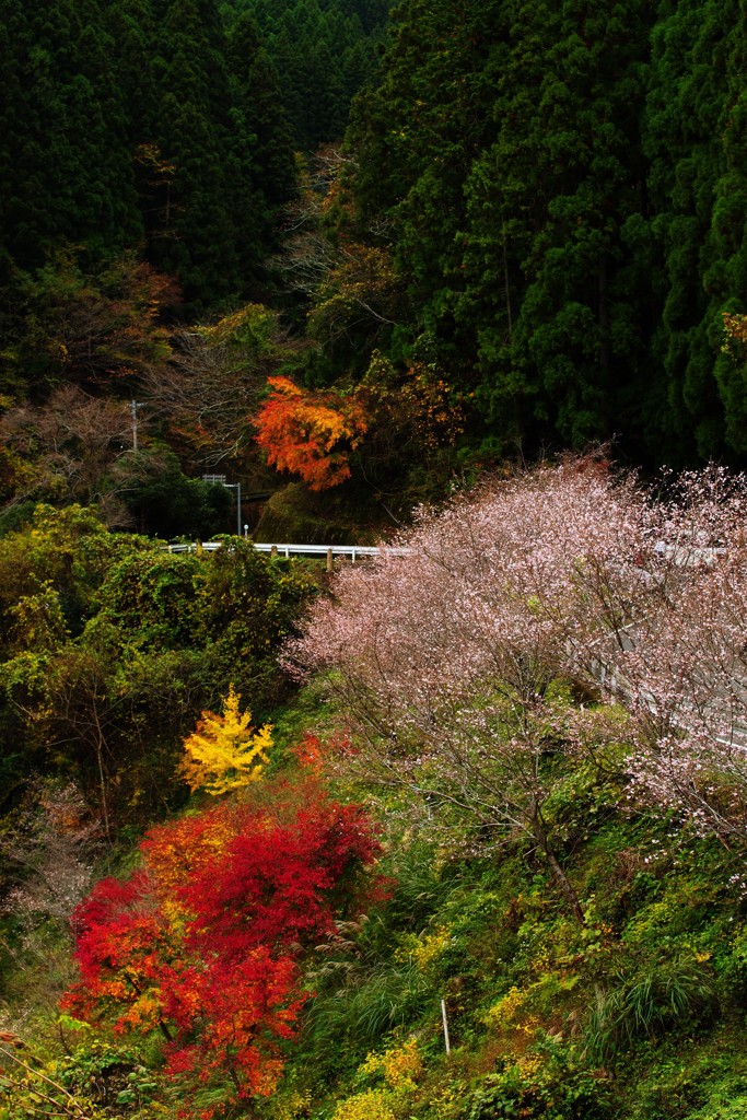 冬桜と紅葉の里