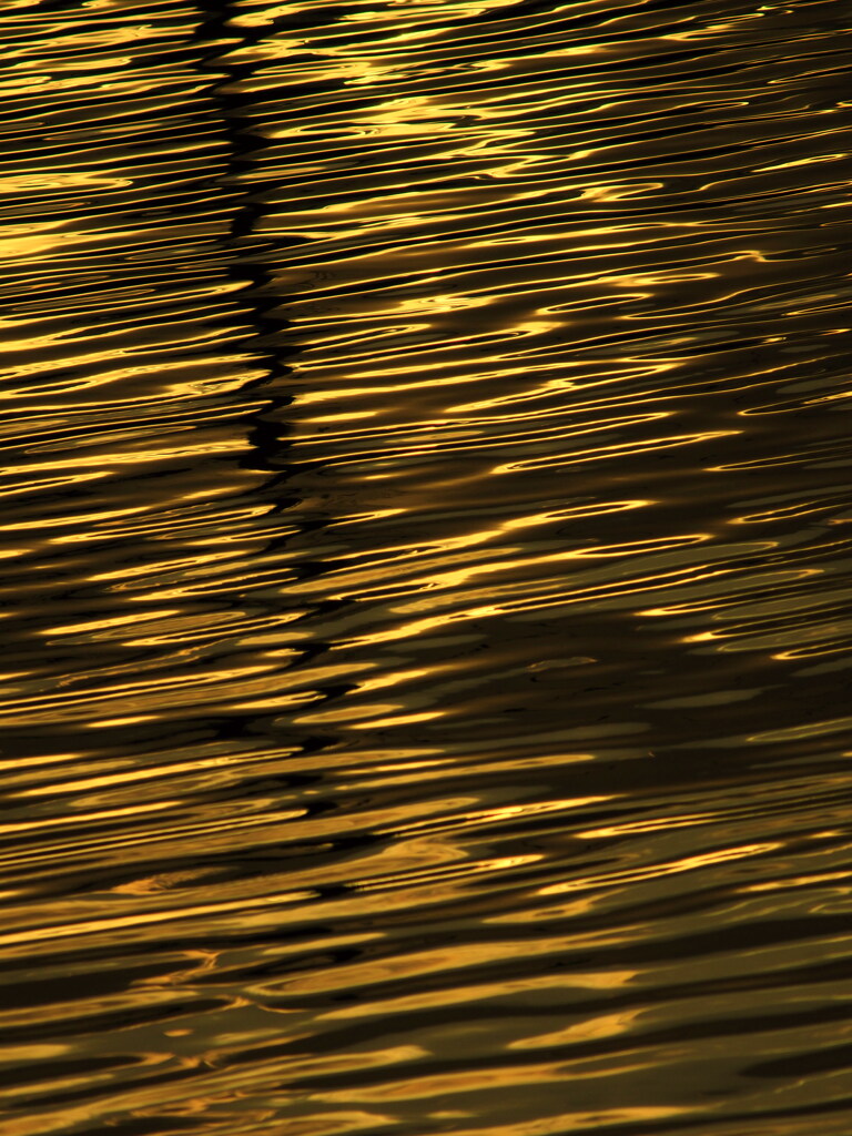 黄金色に輝く水面