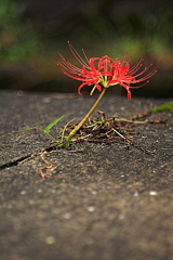 隙間に咲く