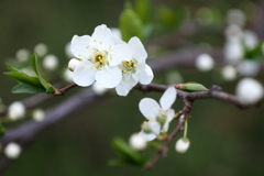 プラムの花