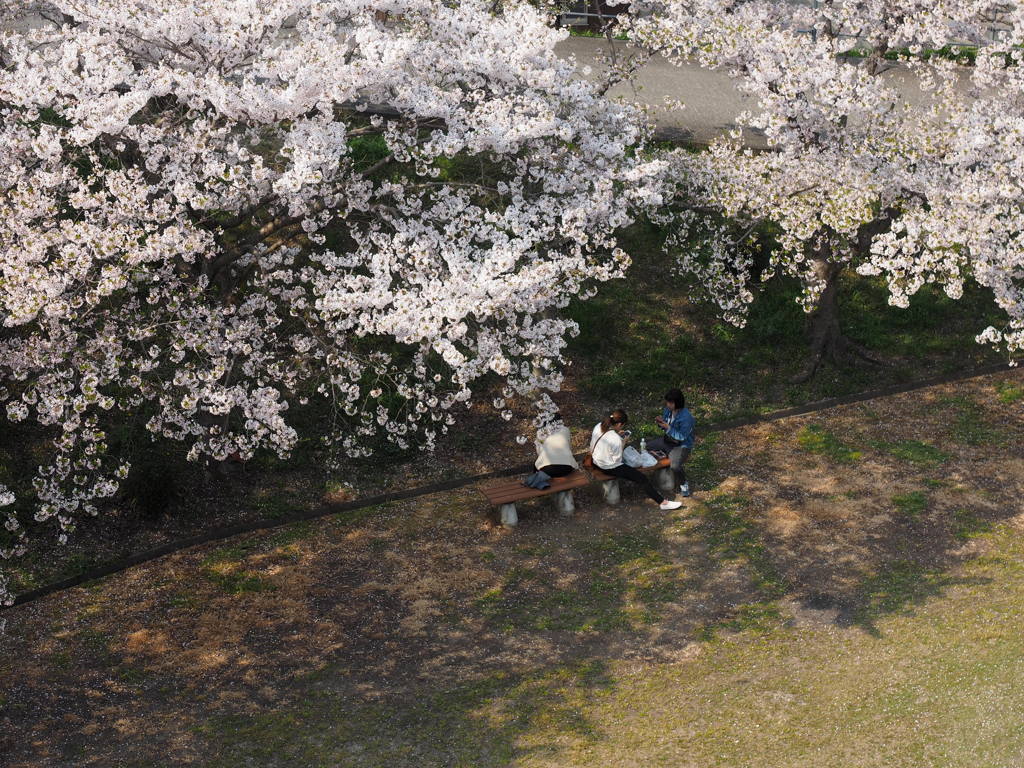 平成最後の桜の下で・・・