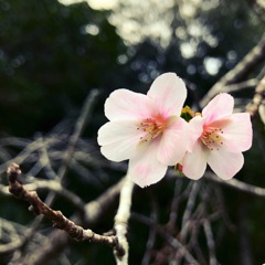 10月の桜