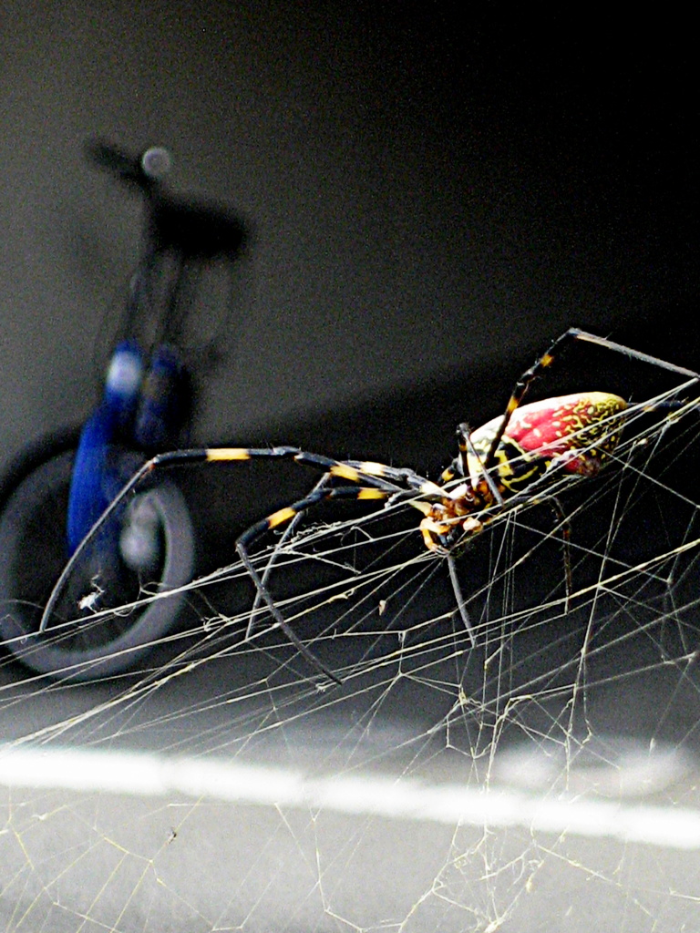 自転車は食べれません！！･･自転車を狙う？巨大？？グモ