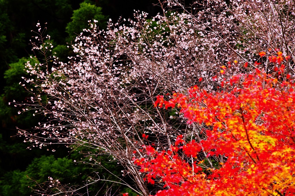 桜と紅葉