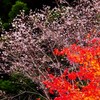 桜と紅葉