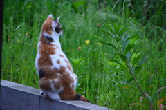 眺める猫