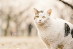 猫も花見②