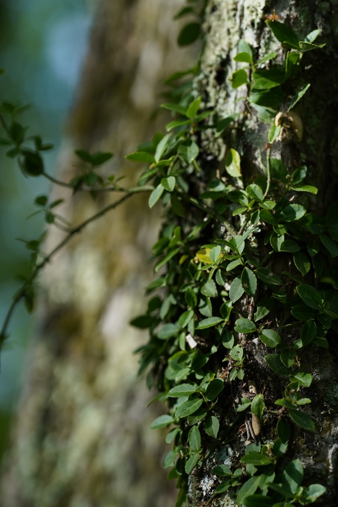 植物のイキイキした姿