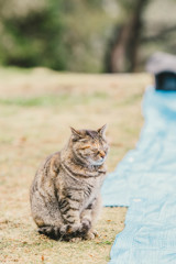 猫も花見の場所取り