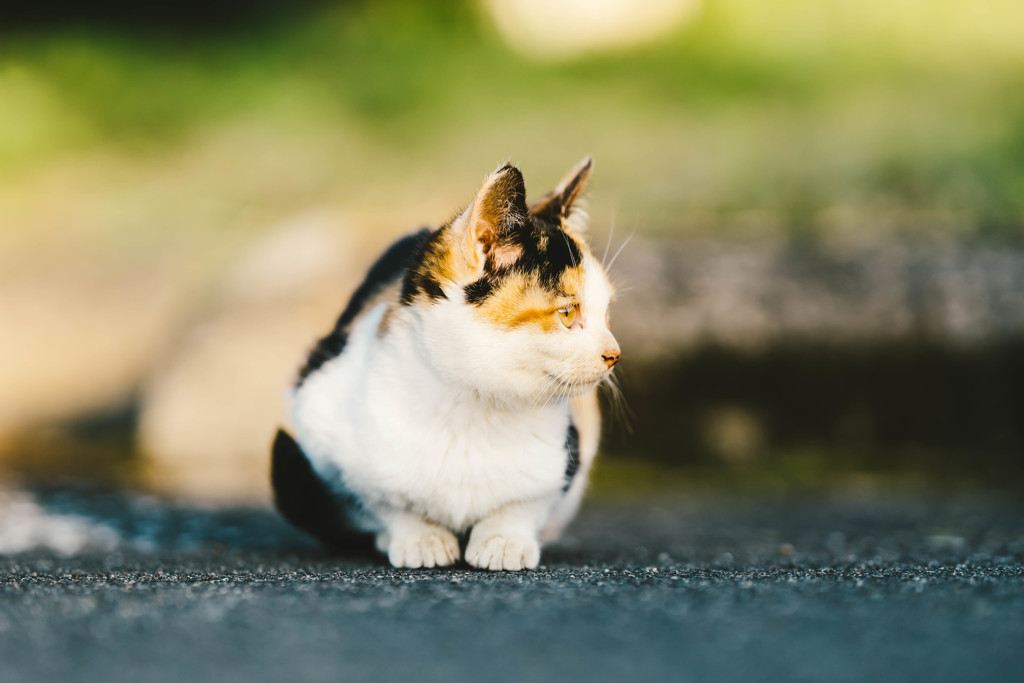 ちょっこり