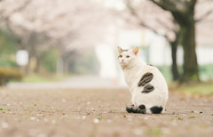 猫も花見