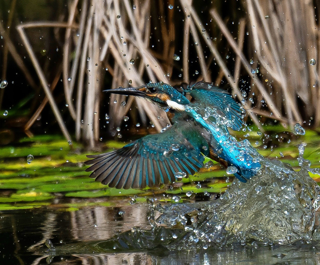 splash!!