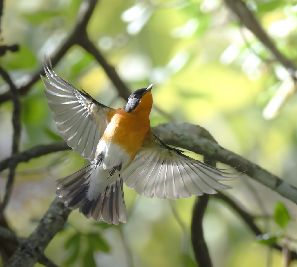 ムギマキの飛翔