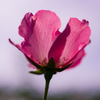 AD92313B-56B2-41D1-8453-A91E29849F81