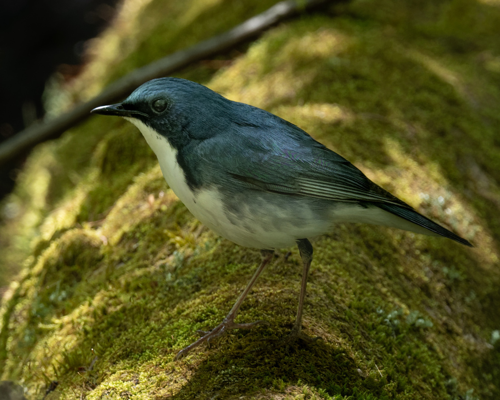 苔の上のコルリさん